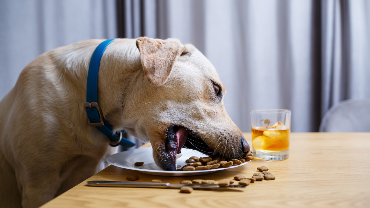 モグワンを食べない理由はこれかも？相性チェックと食いつきを良くするコツ