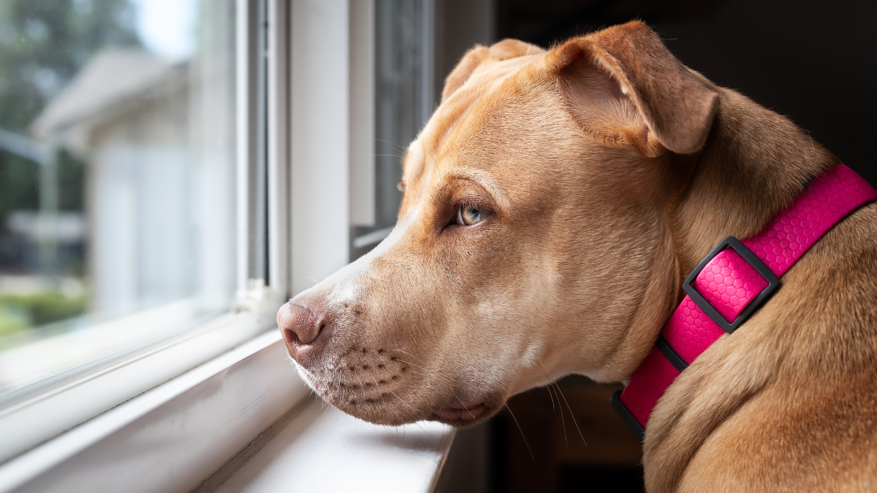 モグワンを大型犬に与えるときの注意点は？実際に大型犬に与えた口コミからポイントを紹介！