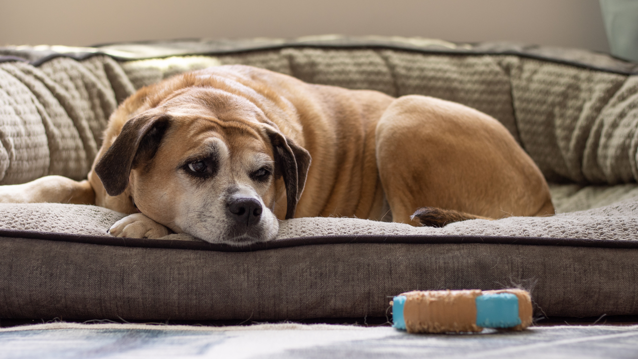 モグワンはシニア犬にもおすすめのドッグフード？実際にシニア犬に与えた口コミや注意点を解説！